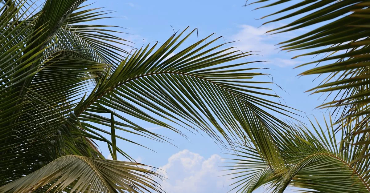 Akumal Airport Transfers: A Practical Guide to Getting Around