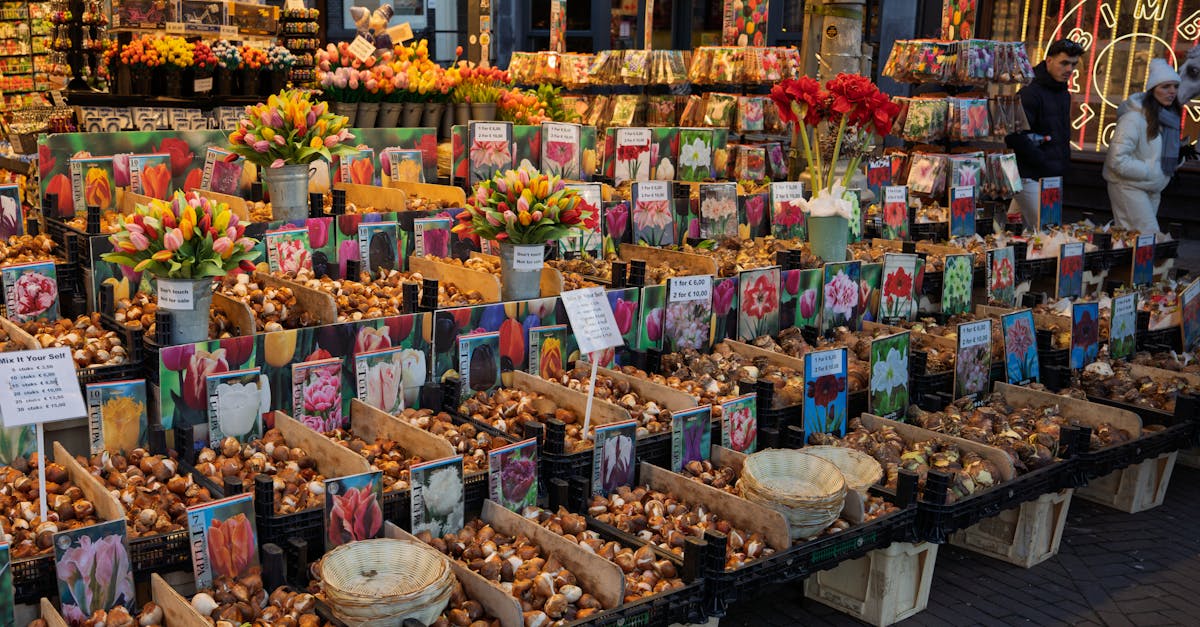 amsterdam-day-trips