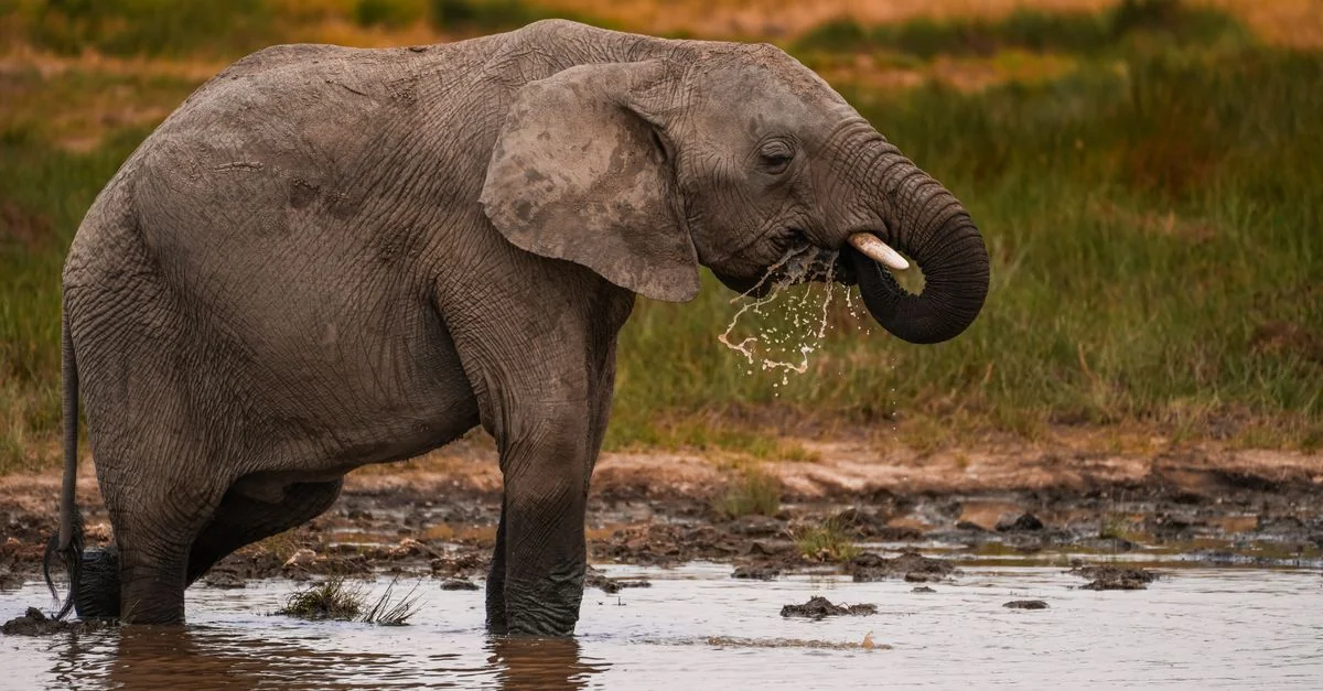 Arusha Adventure Guide: Hiking and Wildlife Tours with Prices and Tips