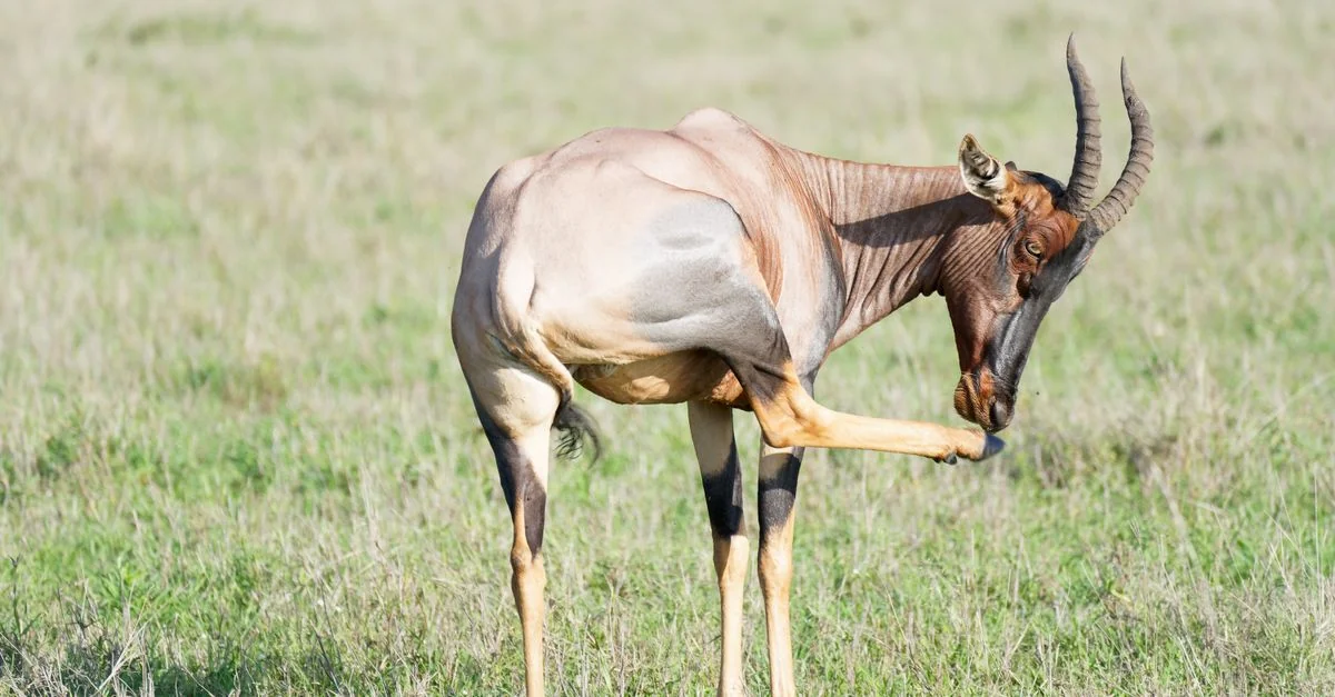 Arusha Adventure Guide: Hiking and Wildlife Tours with Prices and Tips
