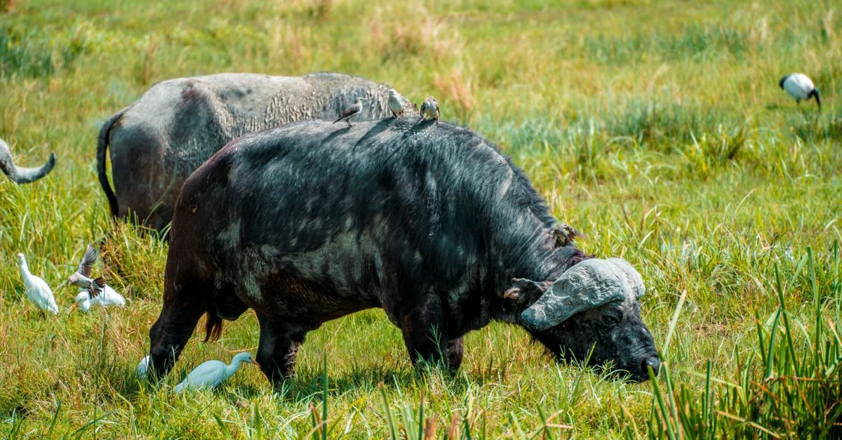 Arusha Mjini Multi-Day Tours: Explore Tanzania&rsquo;s Wilderness