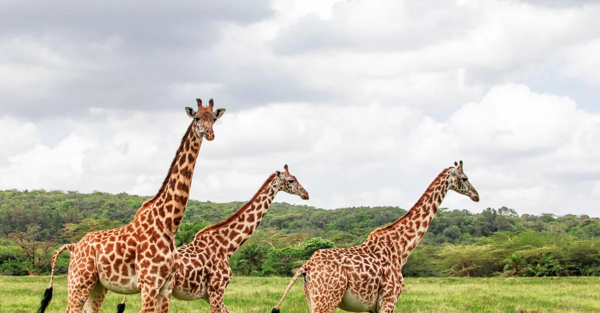 Arusha Mjini Multi-Day Tours: Explore Tanzania&rsquo;s Wilderness