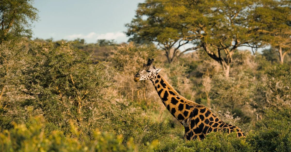 Arusha Mjini Multi-Day Tours: Explore Tanzania&rsquo;s Wilderness