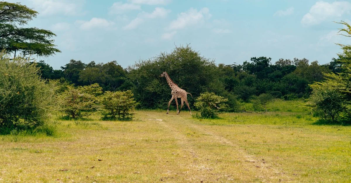 Arusha Mjini Multi-Day Tours: Explore Tanzania&rsquo;s Wilderness