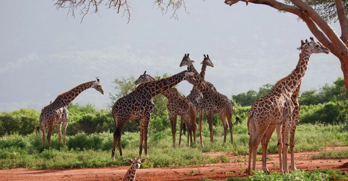 Arusha Mjini Multi-Day Tours: Explore Tanzania&rsquo;s Wilderness