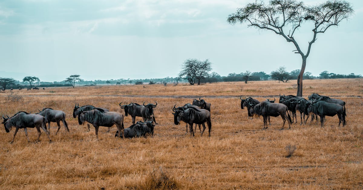 arusha-multiday-tours
