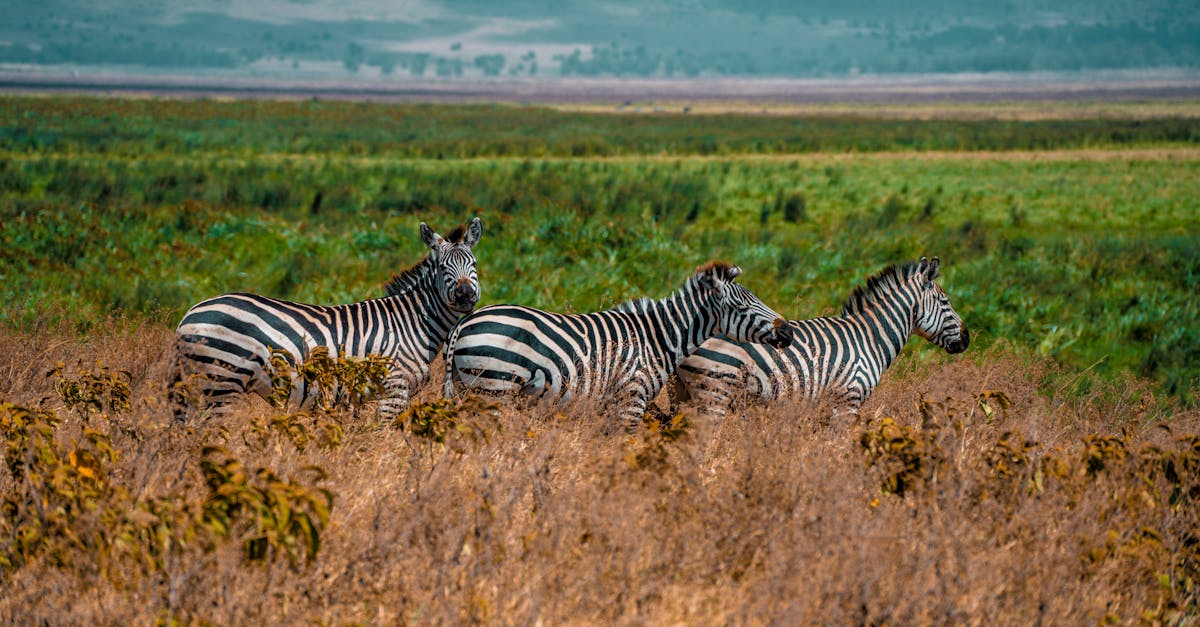 arusha-nature-tours