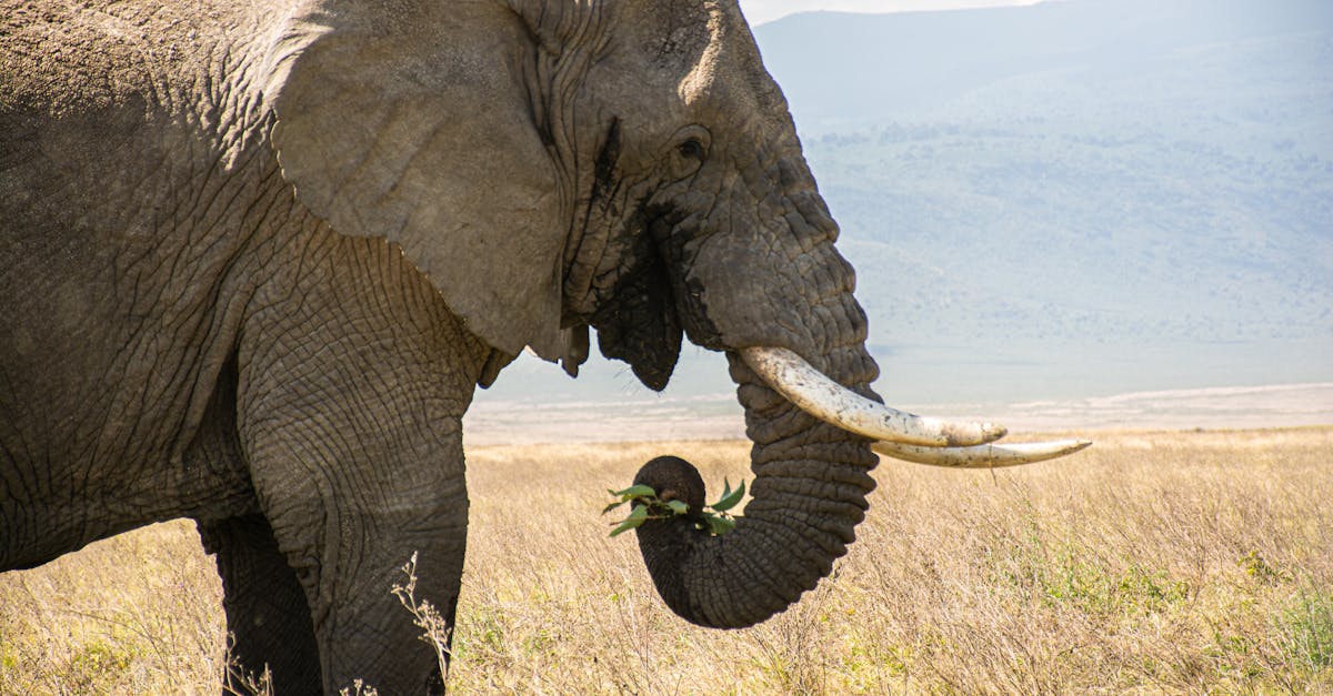 arusha-nature-tours