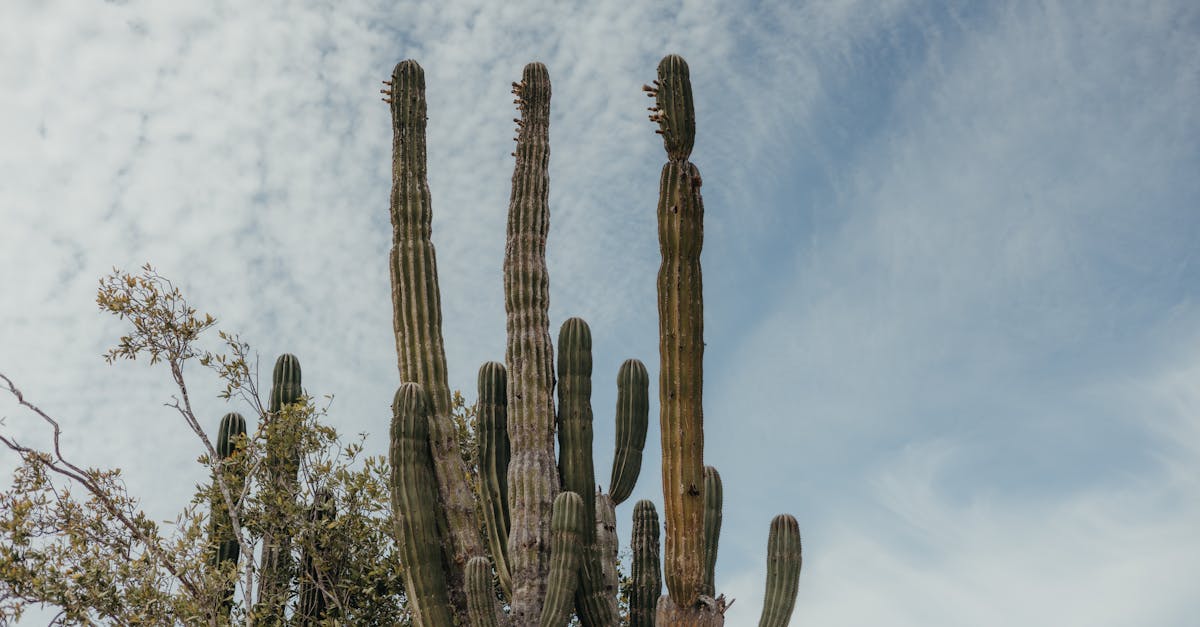 baja-california-sur-transfers