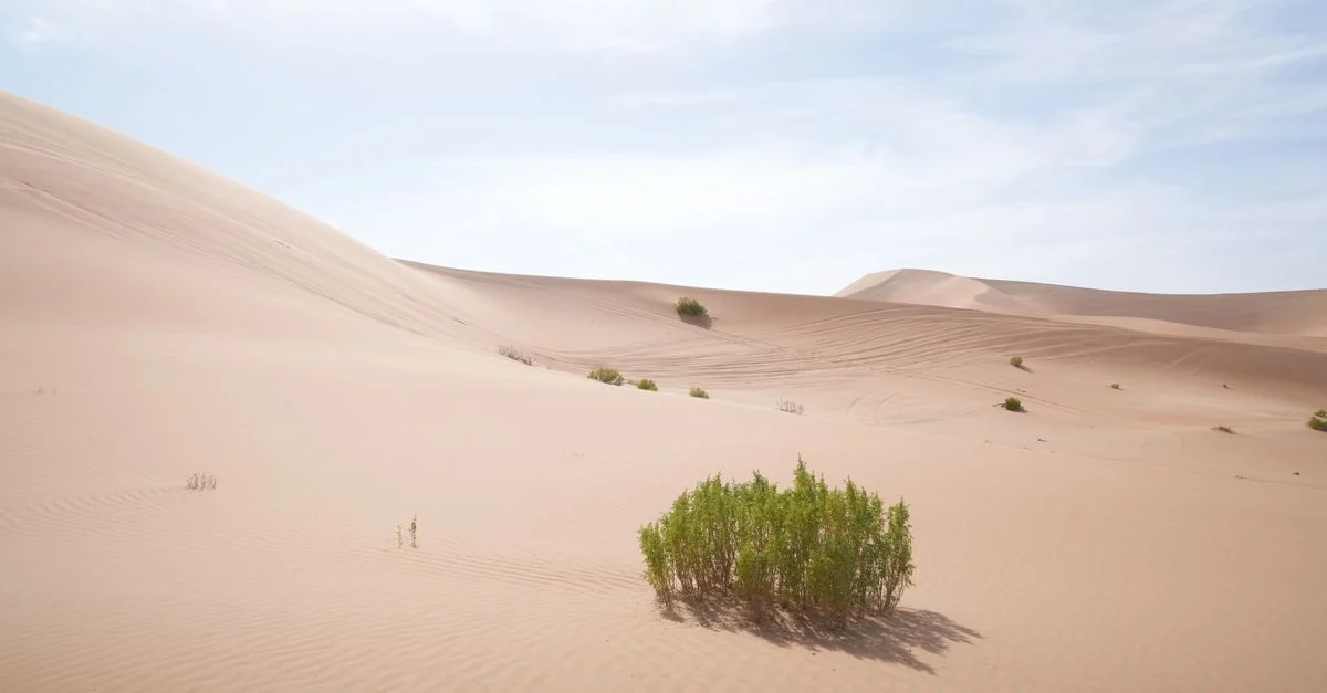 Comprehensive Abu Dhabi Travel Guide: Tours, Prices, and Planning