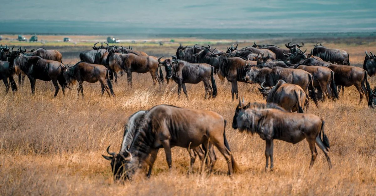 Comprehensive Arusha Tour Guide