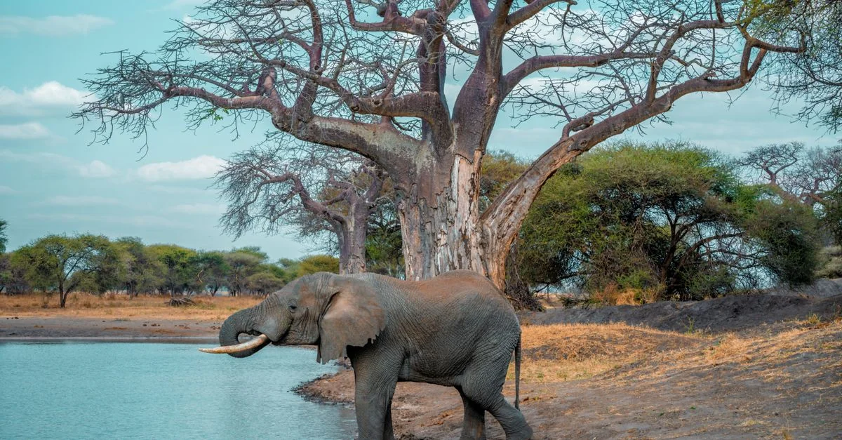 Comprehensive Arusha Tour Guide