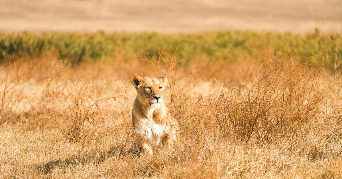 Comprehensive Arusha Tour Guide