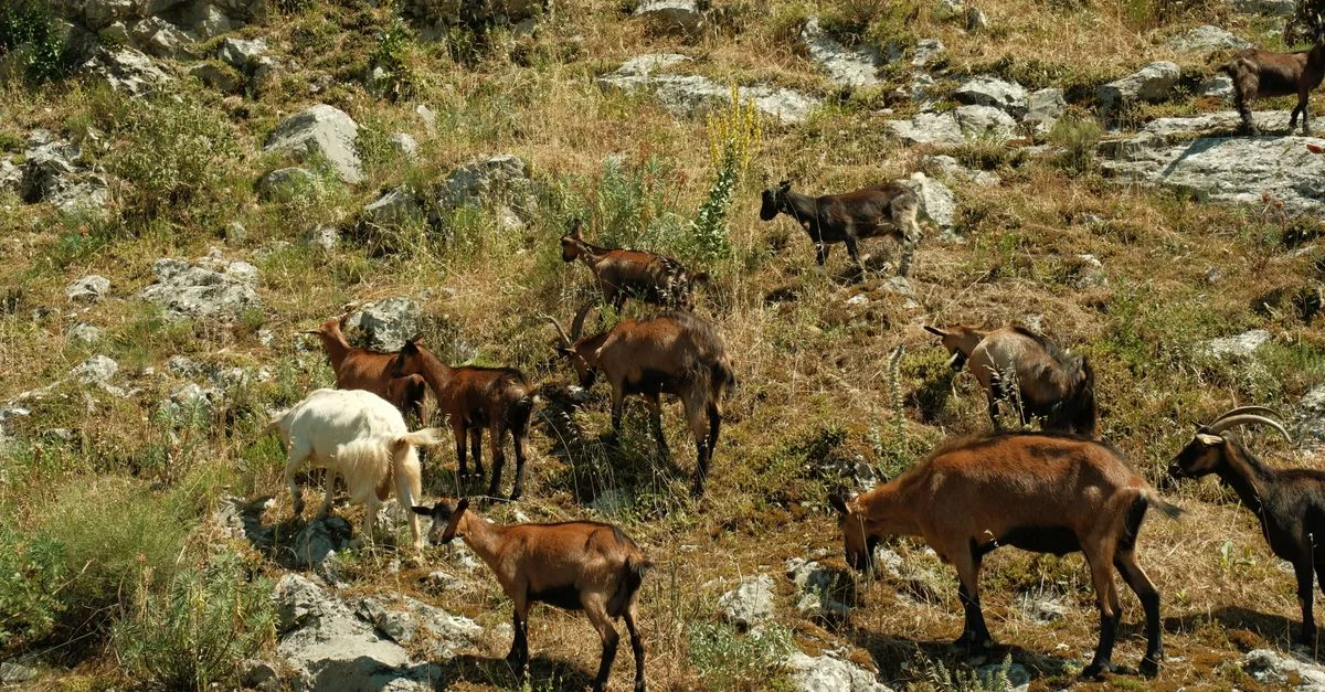Berati Tour Guide: Discover Albania’s Historic City