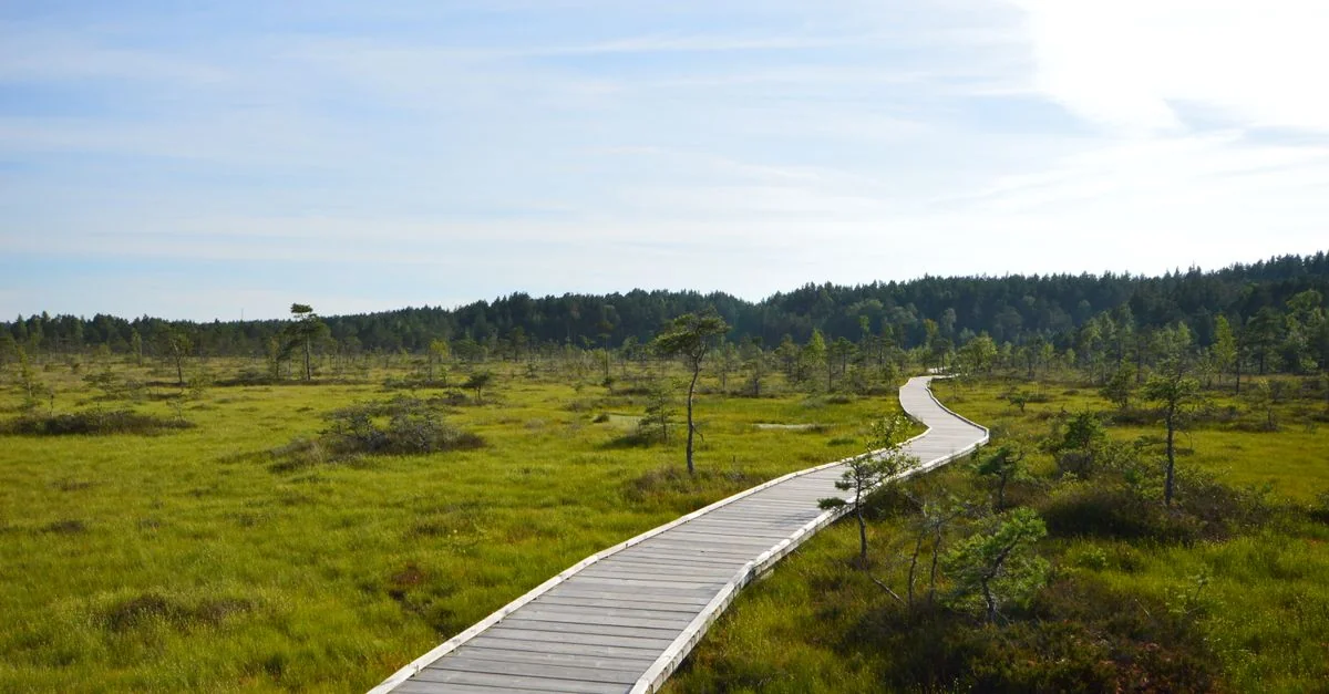 Explore Harju maakond: Guided Tours, Prices, and Deals