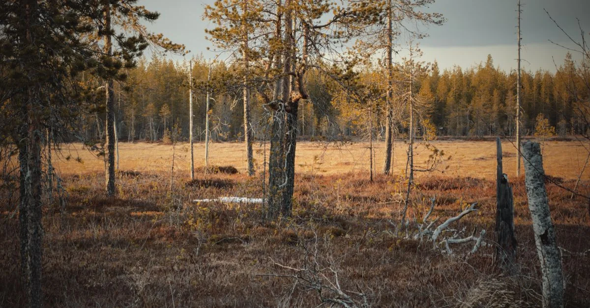 Comprehensive Guide to Exploring Pohjois-Lappi