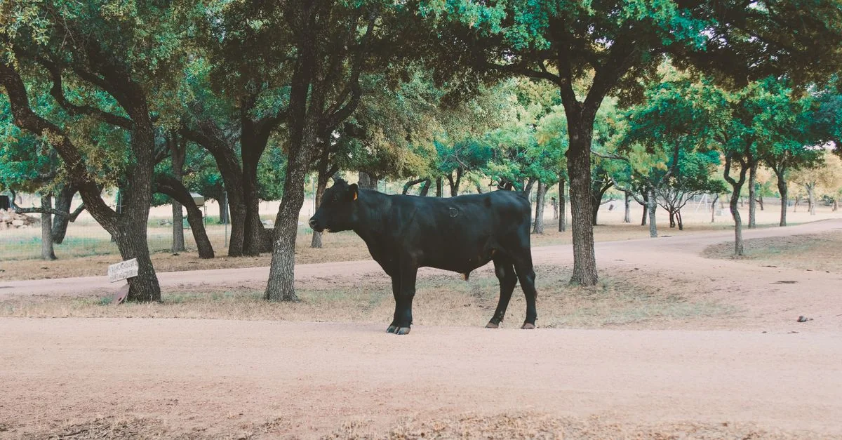 Travis County Travel Guide: Discover Local Tours and Activities