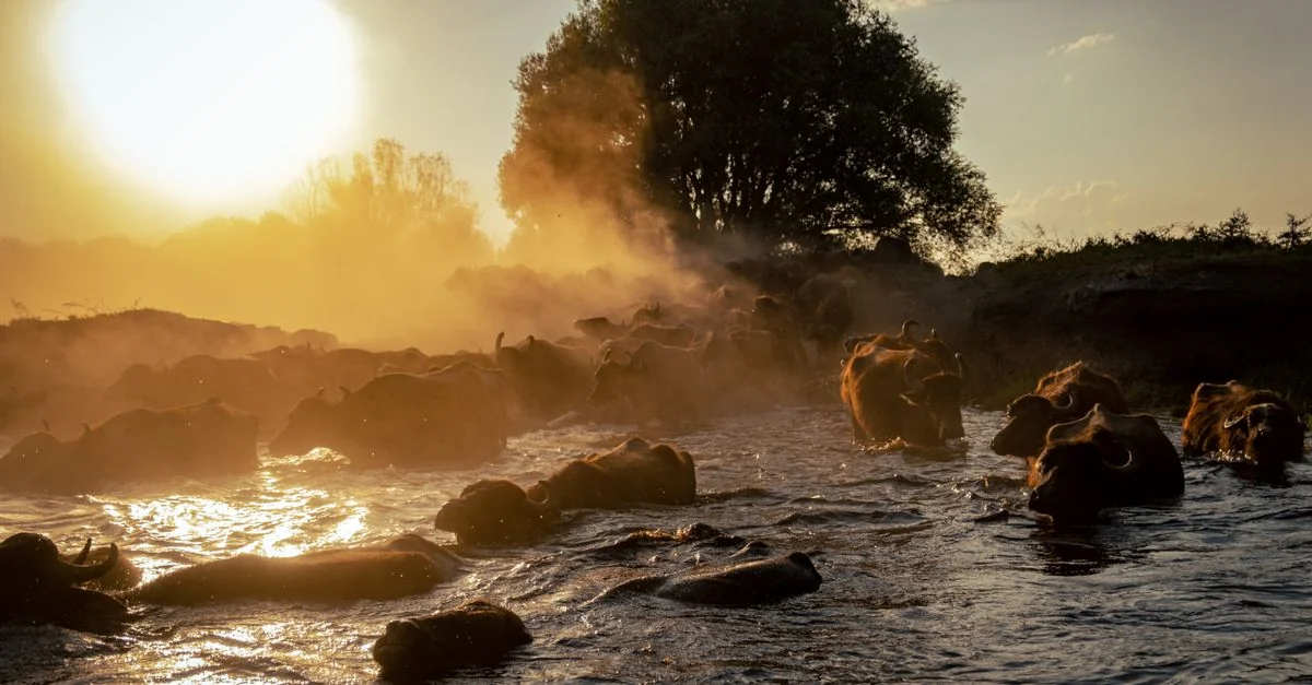 Exploring the Scenic Route from Biganos to Bordeaux: A Journey Through France&rsquo;s Heartland