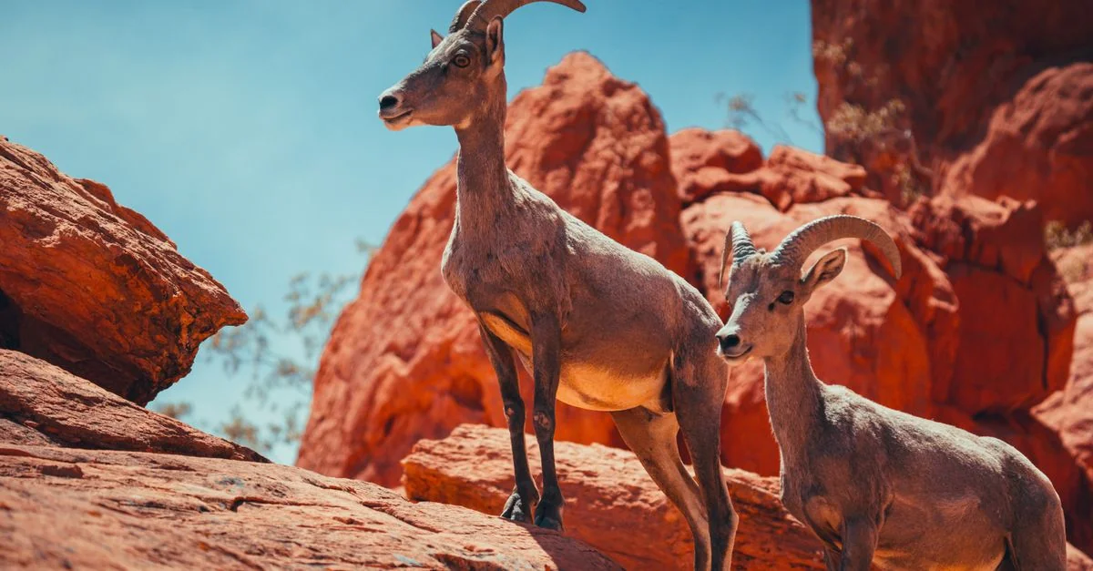 Bighorn No. 8 Adventure Guide: White Water Rafting with Prices and Tips