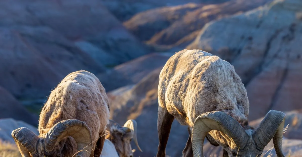 Bighorn No. 8 Adventure Guide: White Water Rafting with Prices and Tips