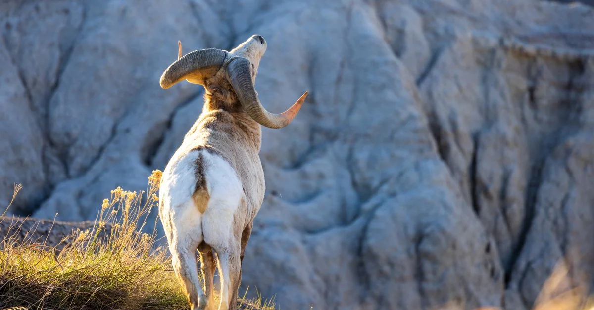 Bighorn No. 8 Adventure Guide: White Water Rafting with Prices and Tips