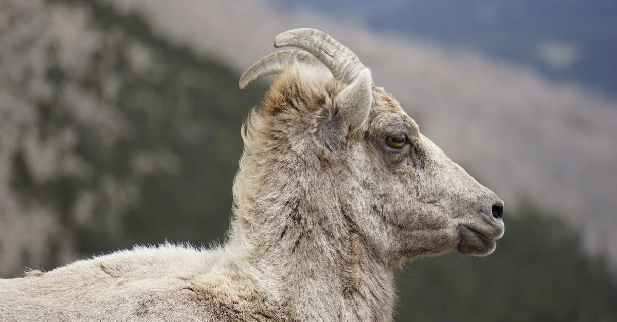 Bighorn No. 8 Adventure Guide: White Water Rafting with Prices and Tips