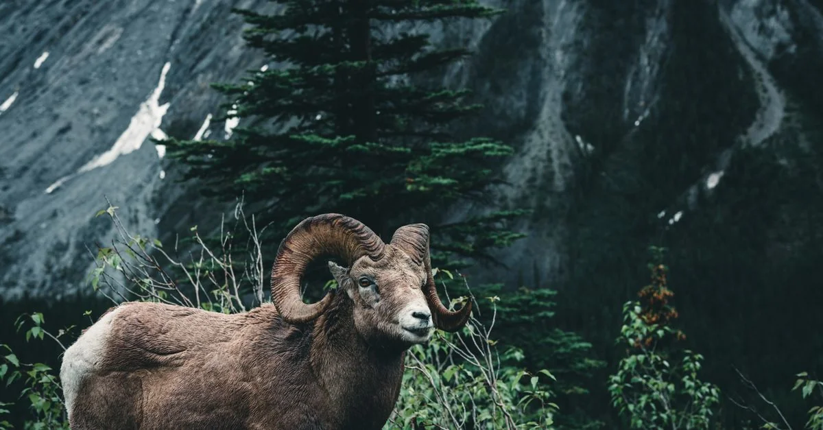 Bighorn No. 8 Day Trip Guide: Navigating Mountain Roads and Alpine Lakes