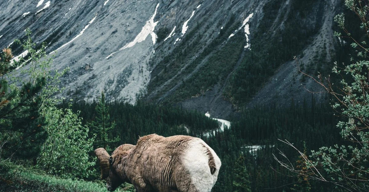 Bighorn No. 8 Day Trip Guide: Navigating Mountain Roads and Alpine Lakes
