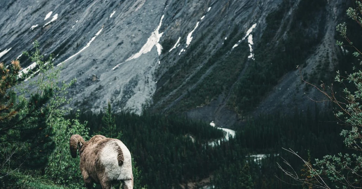 Bighorn No. 8 Day Trip Guide: Navigating Mountain Roads and Alpine Lakes