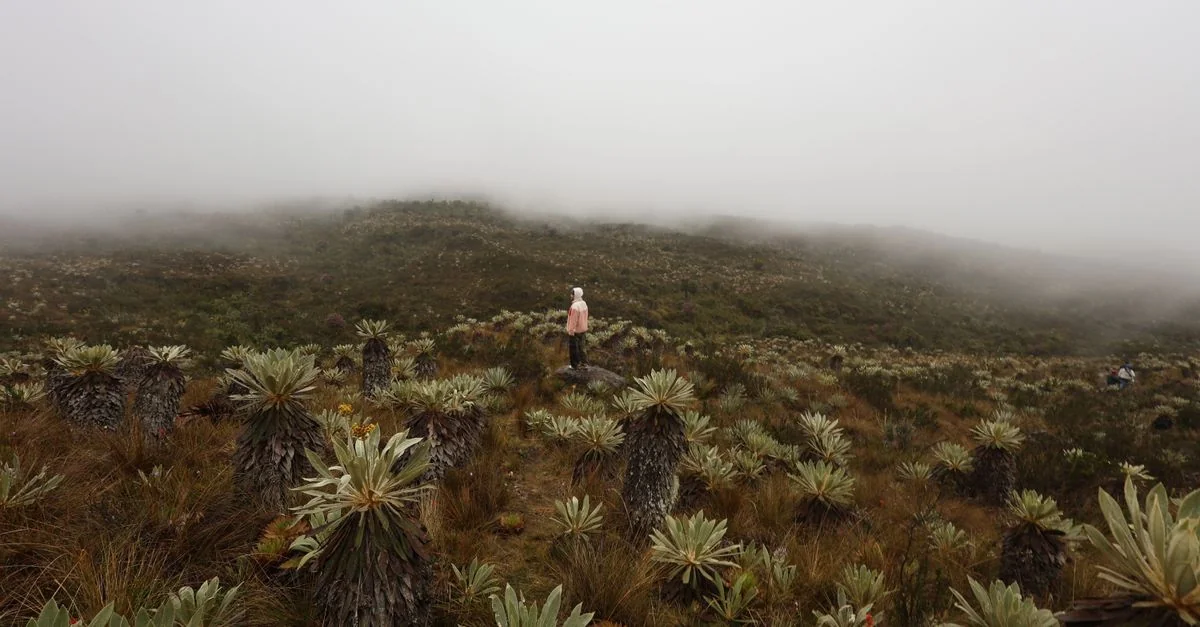 Exploring Bogota’s Art and Culture: A Journey Through Time and Creativity