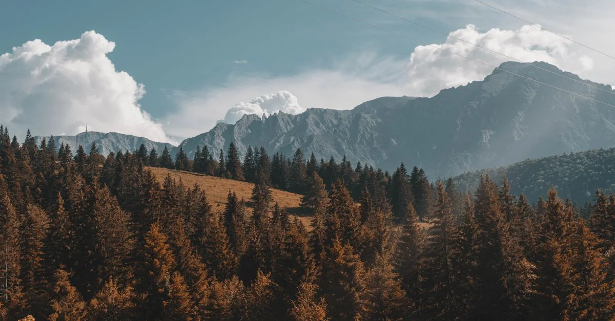Nature and Wildlife Tours in Brasov: Discover Romania