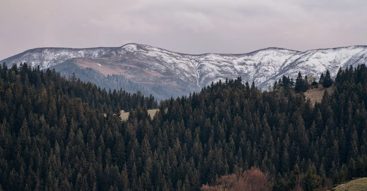 Nature and Wildlife Tours in Brasov: Discover Romania