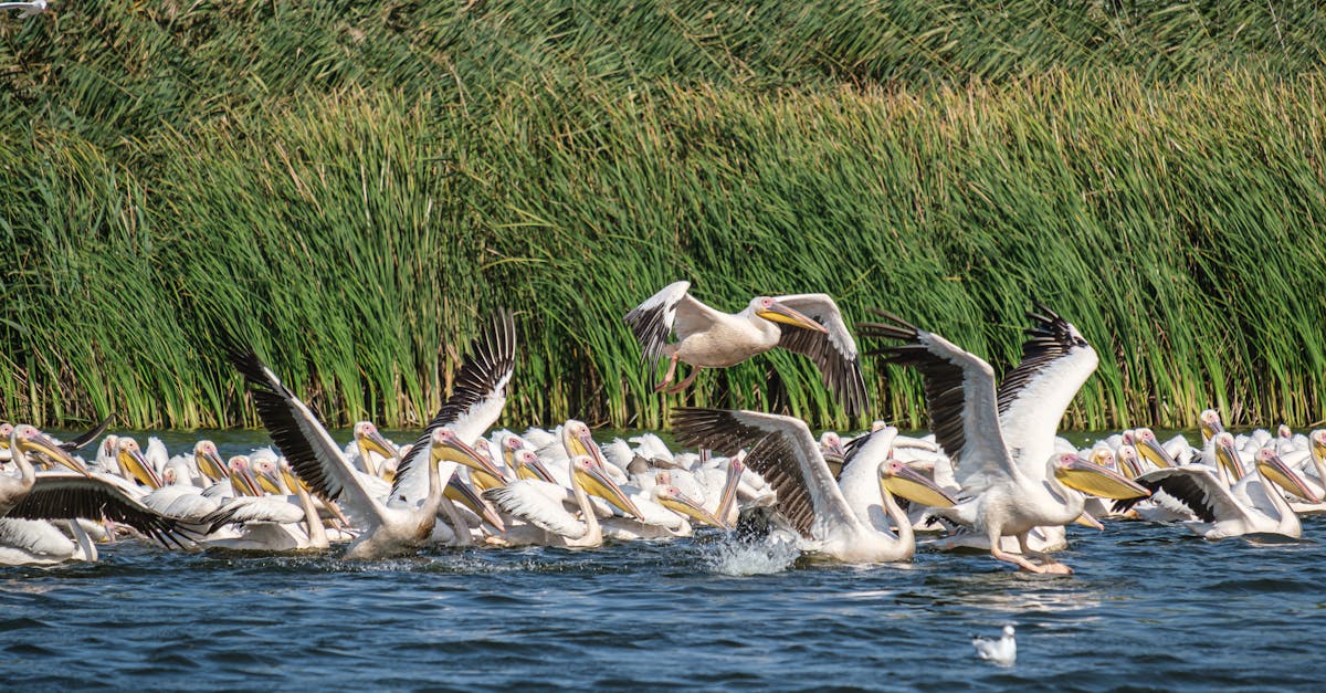 bucharest-nature-tours