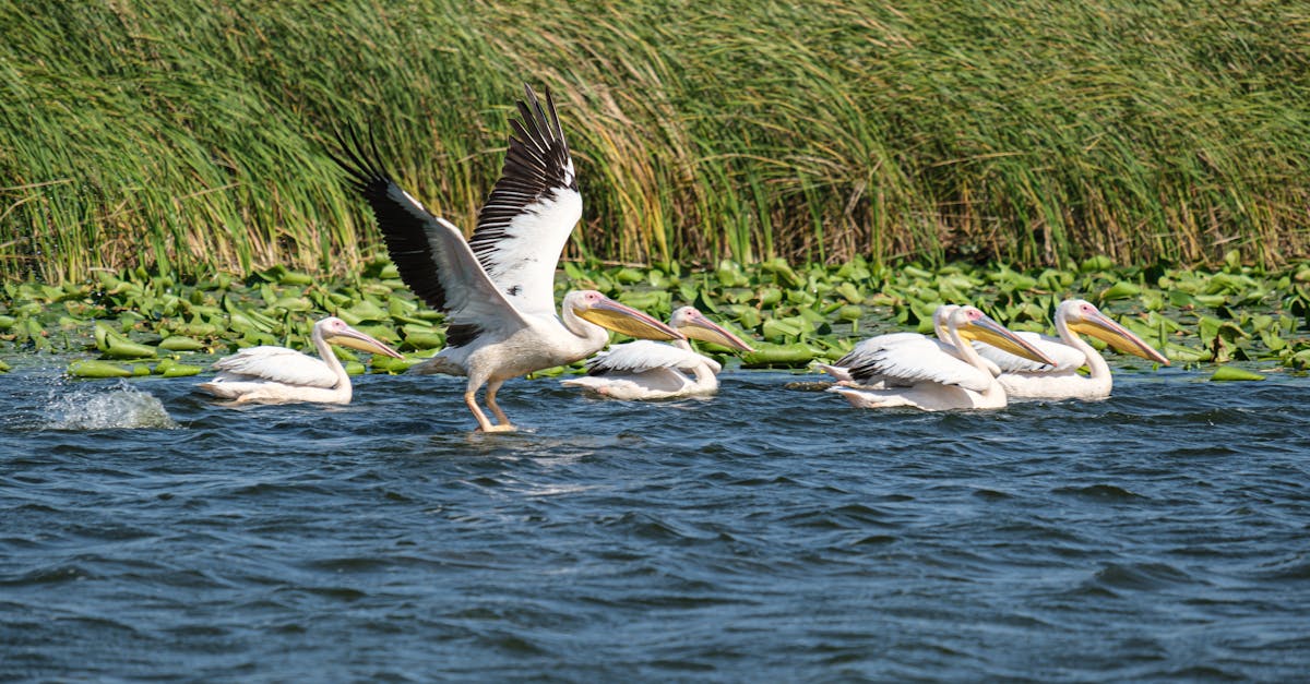 bucharest-nature-tours