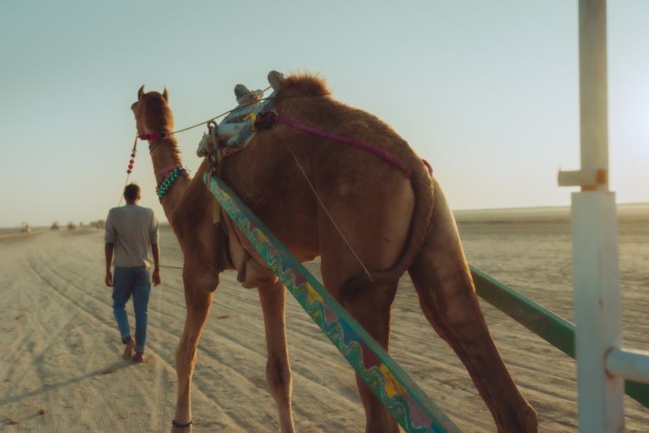bulaq-culture-tours