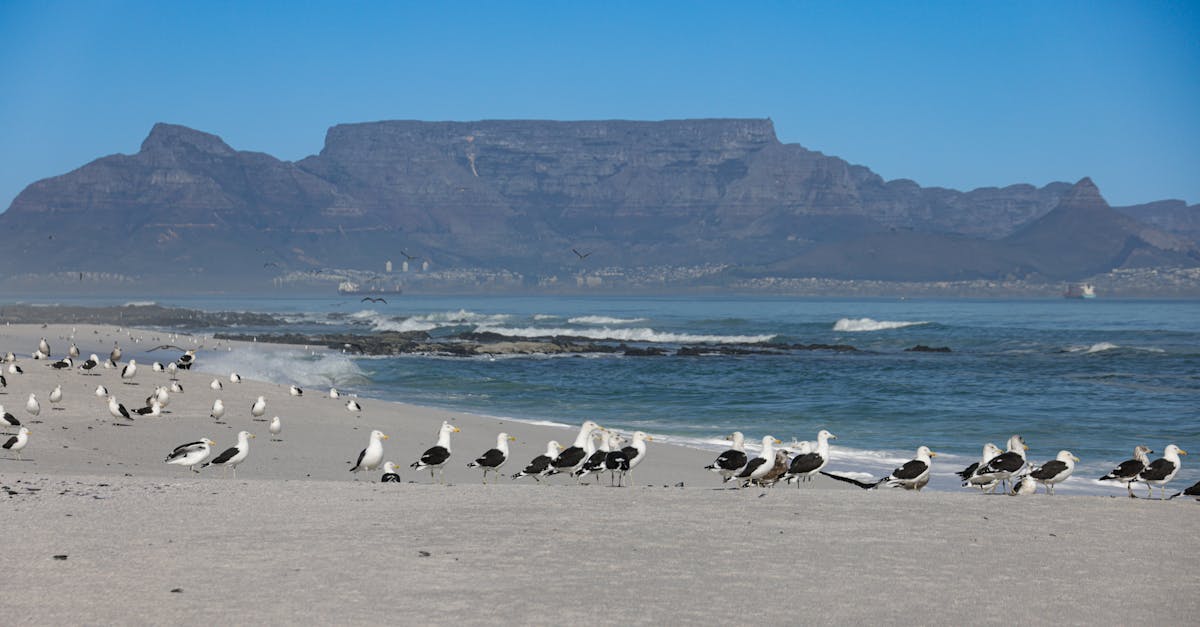cape-town-central-transfers