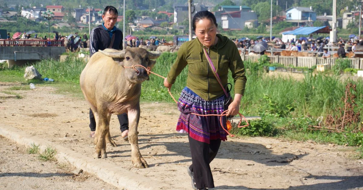 Cat Hai Multi-Day Tours: A Traveler’s Guide to Multi-Day Group Journeys