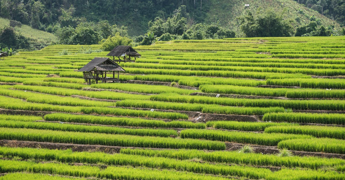 chiang-mai-food-tours