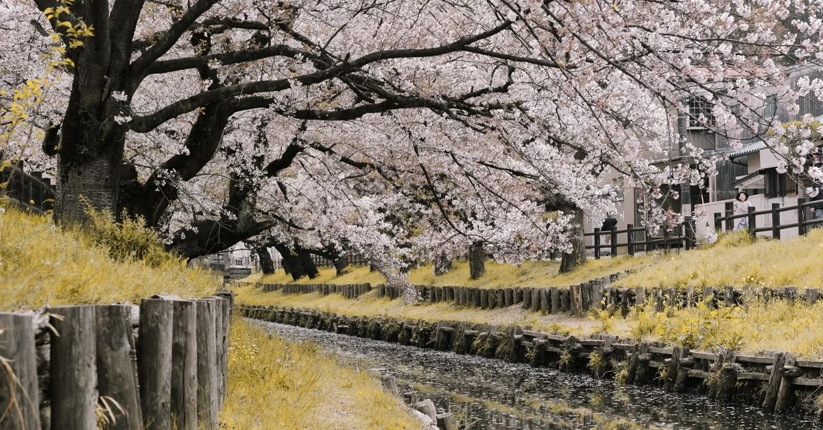 Exploring Hokkaido: Multi-Day Tours Starting from Chitose