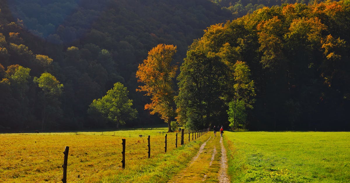 cook-county-walking-tours