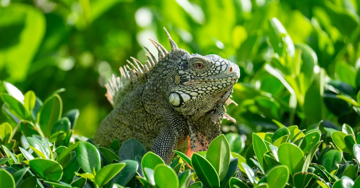 Curaçao Adventure Guide: Mountain Biking and Cycling Adventures with Prices and Tips