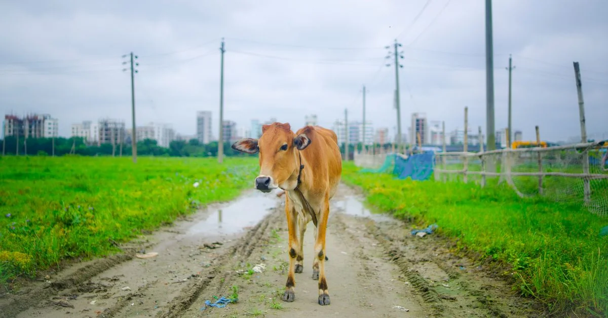 Best Photo Tours in Dhaka District
