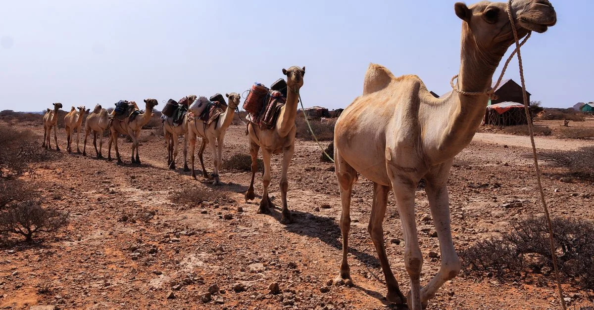 Eritrea Passport Visa Requirements and Travel Guide