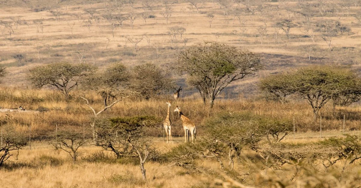 The Ultimate Africa eSIM Connectivity Guide for Travelers