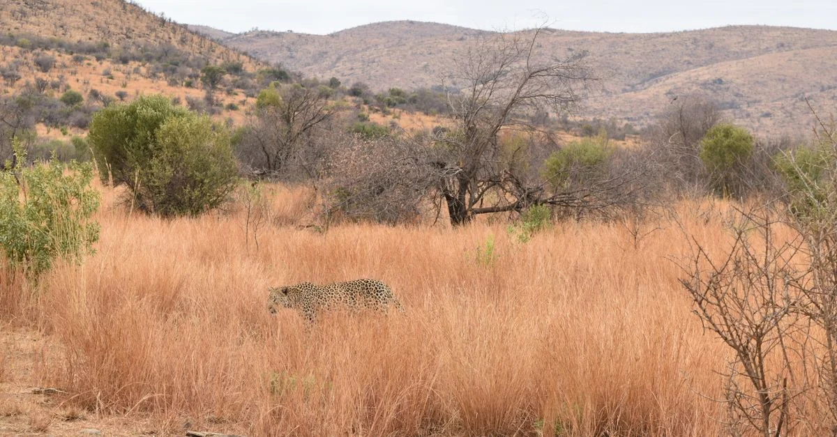 The Ultimate Africa eSIM Connectivity Guide for Travelers