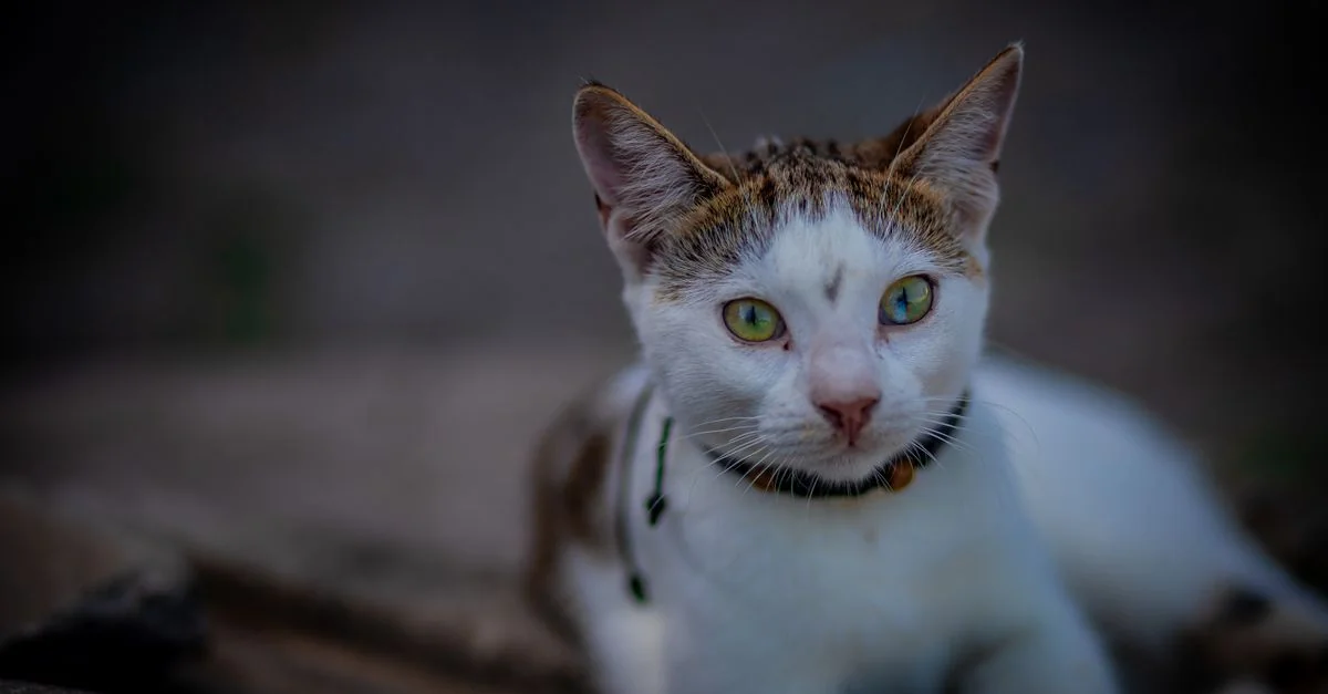 The Complete Mozambique eSIM Connectivity Guide for Modern Travelers