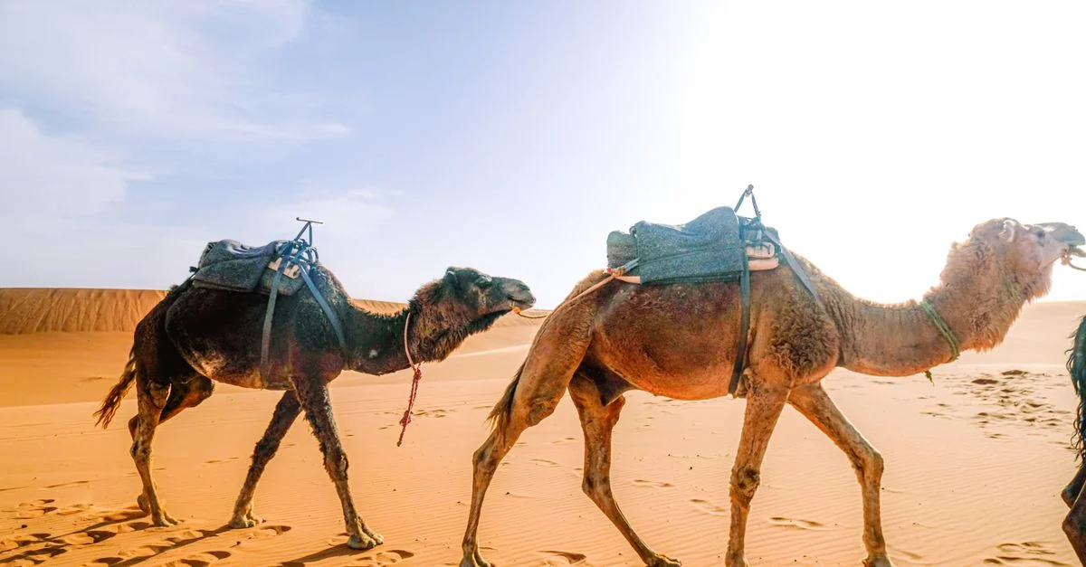 Faouar Adventure Guide: Hiking with Prices and Tips