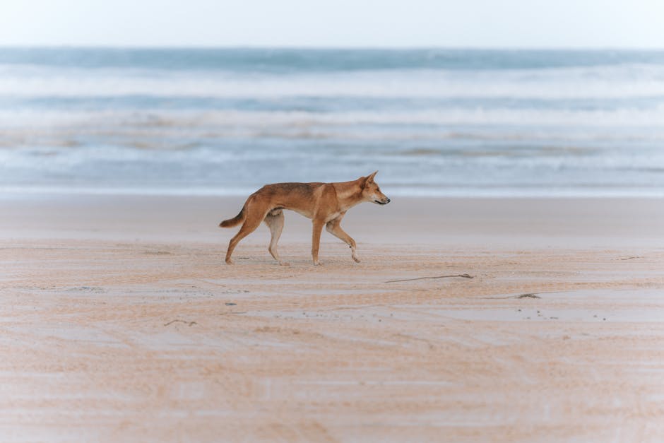 fraser-island-travel-guide