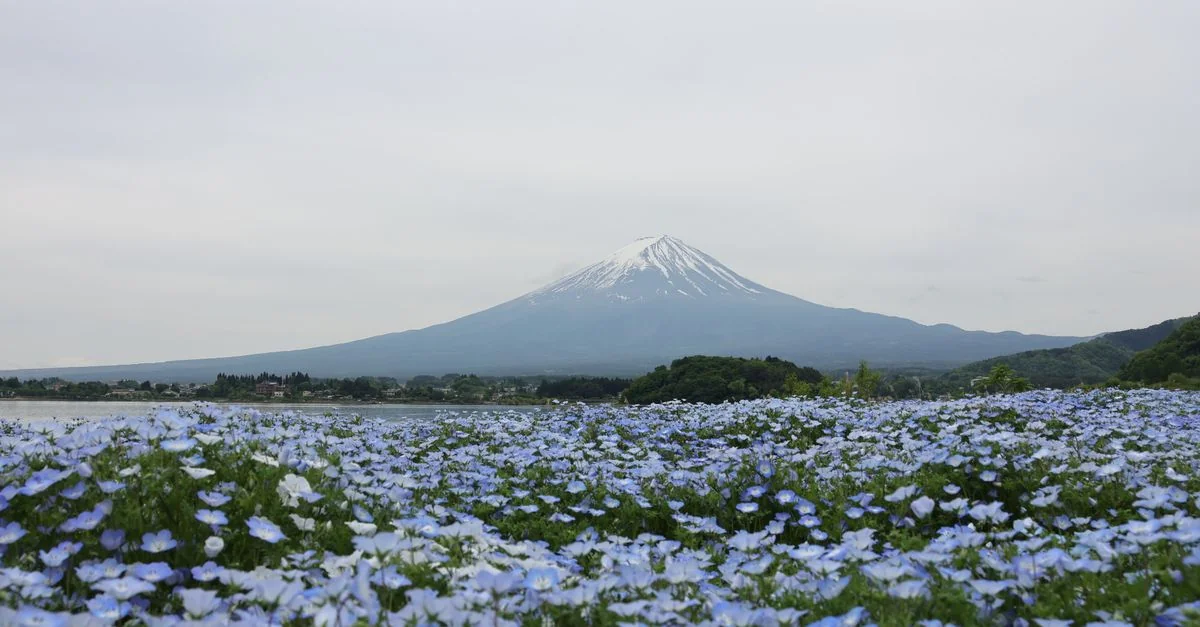 Fujikawaguchiko-machi Adventure Guide: Mountain Biking and Nature Tours with Prices and Tips