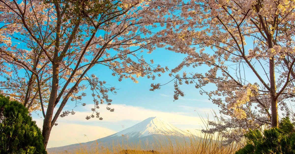 Fujikawaguchiko-machi Adventure Guide: Mountain Biking and Nature Tours with Prices and Tips